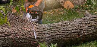 Reliable Snohomish, WA  Tree Services Solutions