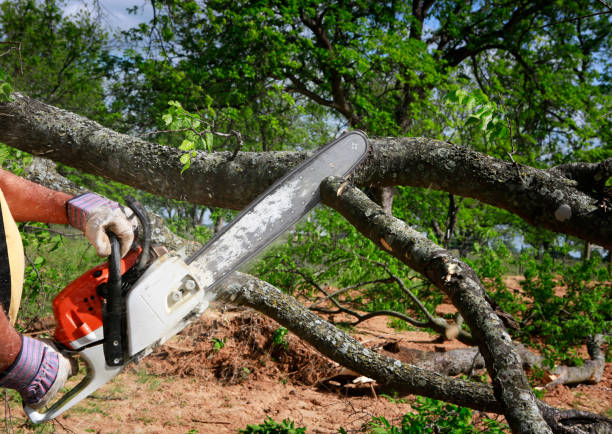 Tree and Shrub Care in Snohomish, WA